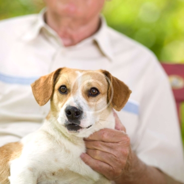 Seniors and pets – a great relationship